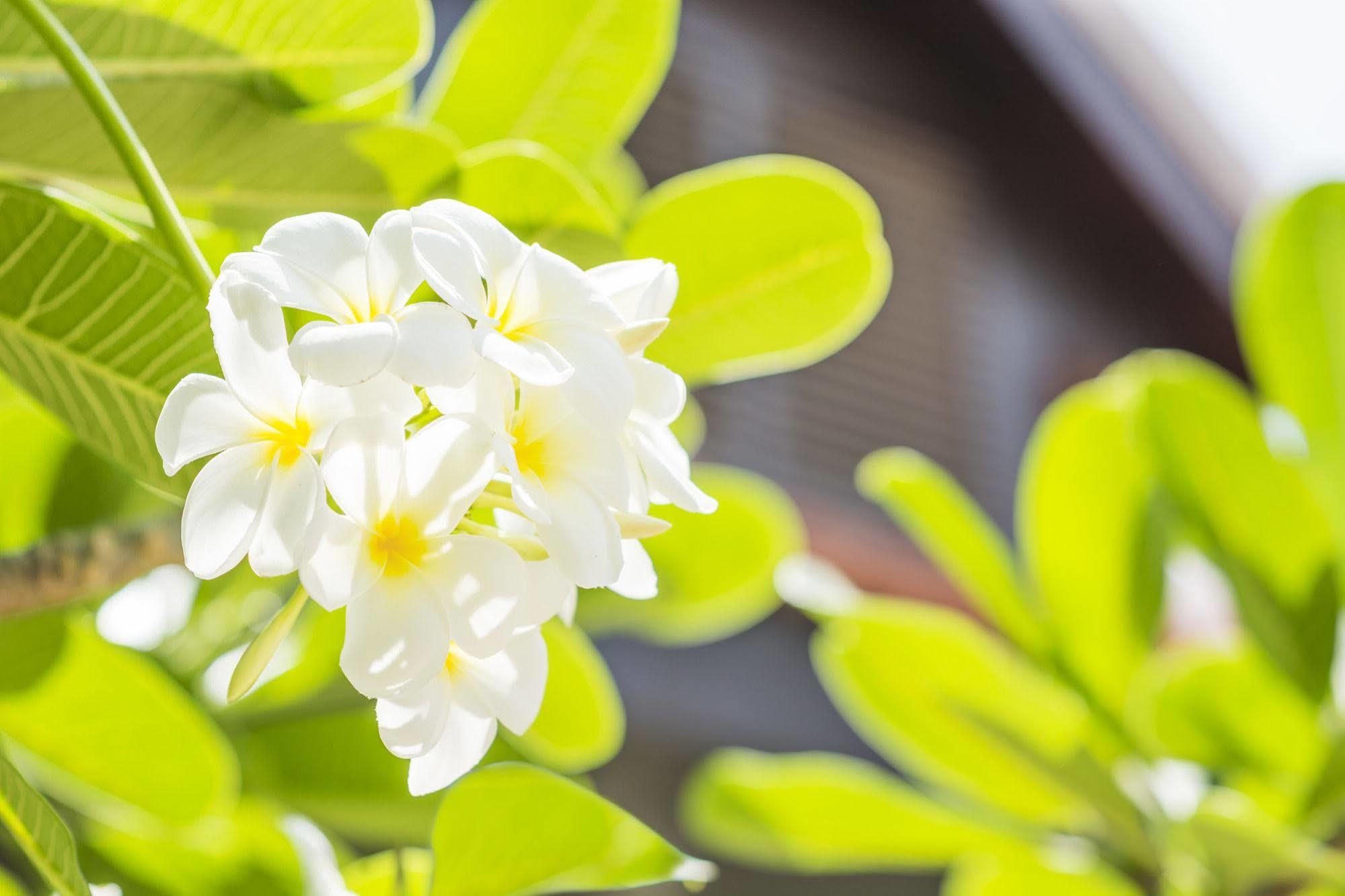 Malenne D'Angkor Residence Σιέμ Ρέαπ Εξωτερικό φωτογραφία